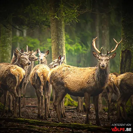 ベッド・アンド・ブレックファスト Le Secret Du Bois 3*