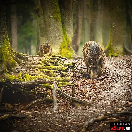 ベッド・アンド・ブレックファスト Le Secret Du Bois