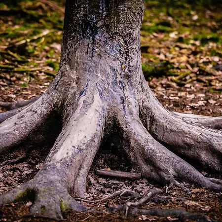 Le Secret Du Bois ベッド・アンド・ブレックファスト 3*