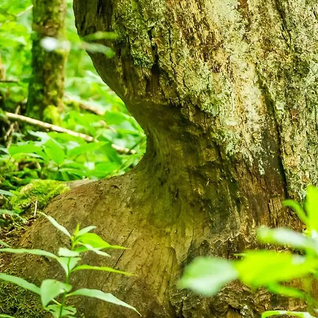 Le Secret Du Bois Bourseigne-Vieille