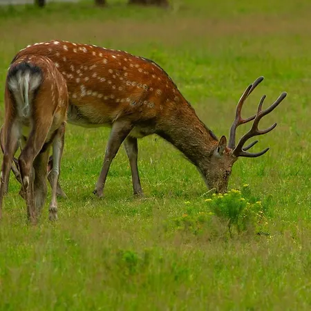 Le Secret Du Bois 3* Bourseigne-Vieille